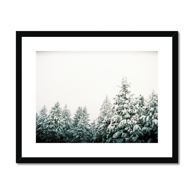 Snowy Pines