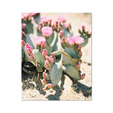 Pink Blossomed Cactus