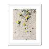 Desert Yellow Flowers
