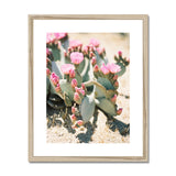 Pink Blossomed Cactus
