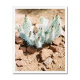 Red Sand Cactus