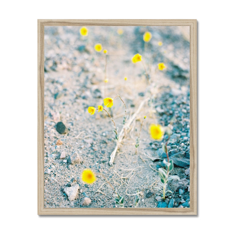 Yellow Desert Flowers