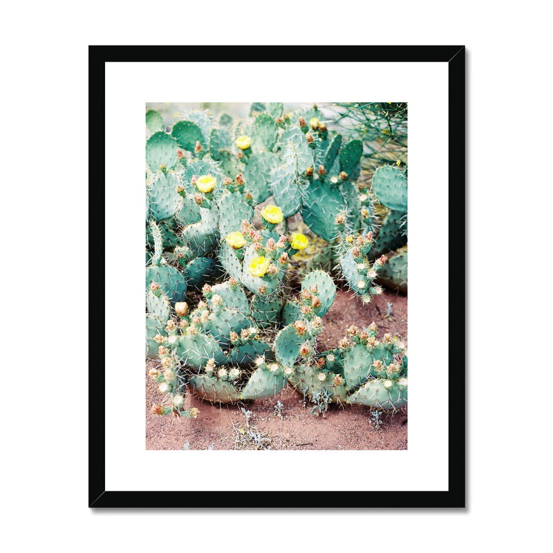 Blossom Yellow Cactus