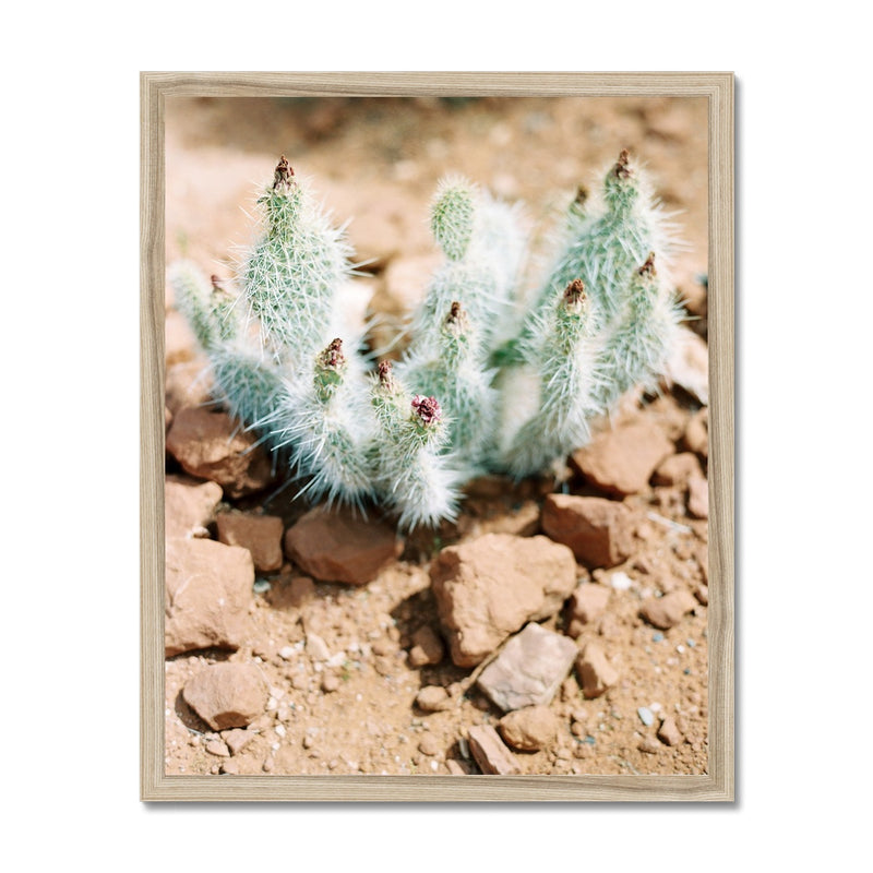 Red Sand Cactus