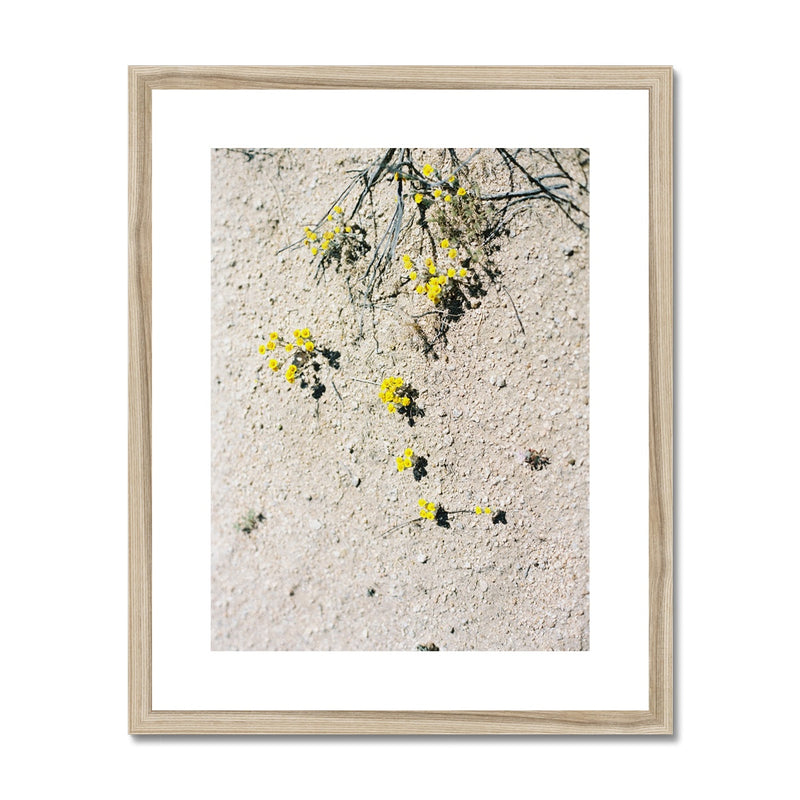 Desert Yellow Flowers