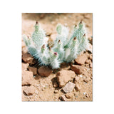 Red Sand Cactus